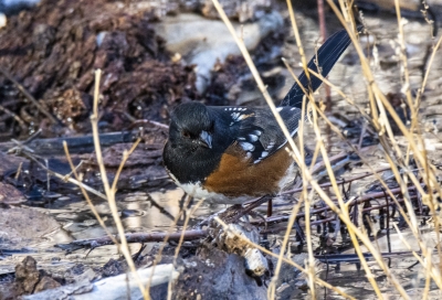 Spotted Towhee BWA Dec 2022